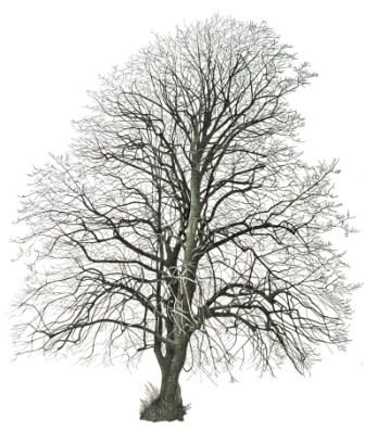 Tree in Westheath Park